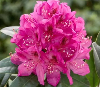 Rhododendron 'Anah Kruschke' (großblumige Hybride)