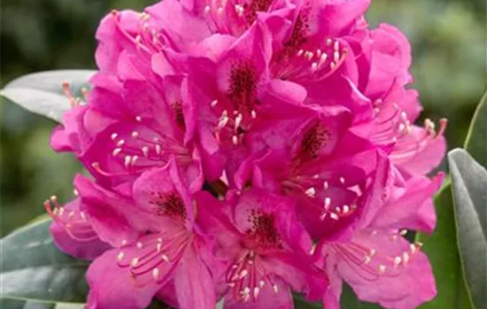 Rhododendron 'Anah Kruschke' (großblumige Hybride)