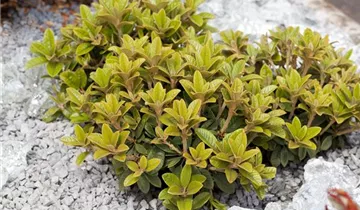 G. G. Gerbing Azalea