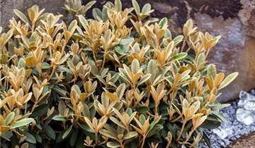G. G. Gerbing Azalea