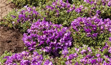 G. G. Gerbing Azalea
