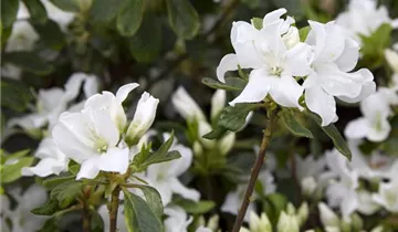 G. G. Gerbing Azalea