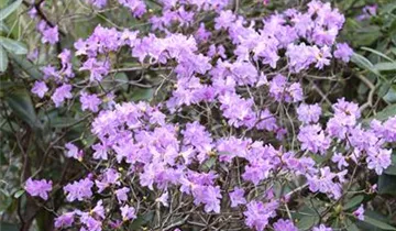G. G. Gerbing Azalea
