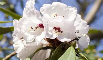 G. G. Gerbing Azalea