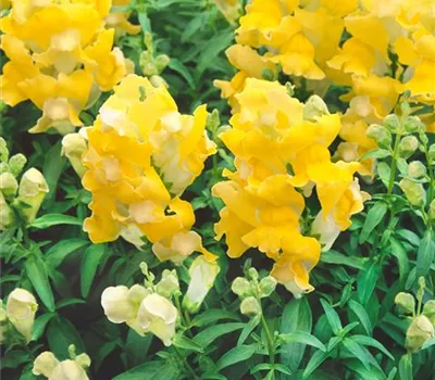Antirrhinum majus Sonnet 'Yellow'