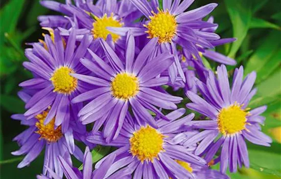 Aster dumosus 'Prof. Anton Kippenberg' (Dumosus-Gruppe)