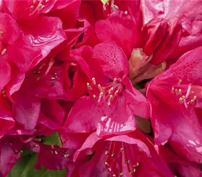 Rhododendron 'Anne Rose Whitney' (großblumige Hybride)