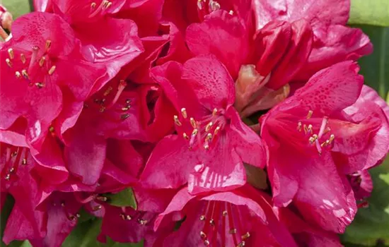 Rhododendron 'Anne Rose Whitney' (großblumige Hybride)