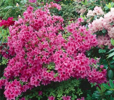 Rhododendron 'Arneson Fairy Jewel' (sommergrüne Azalee)