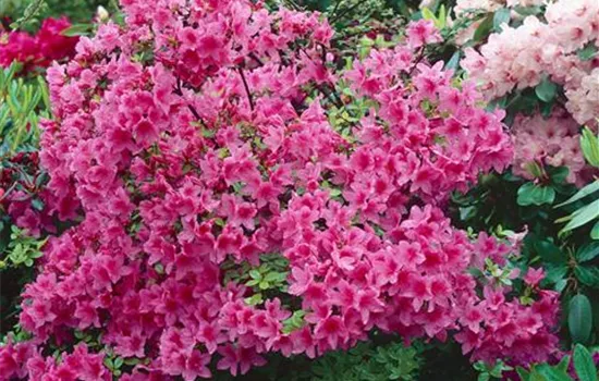 Rhododendron 'Arneson Fairy Jewel' (sommergrüne Azalee)