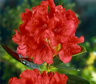 Rhododendron 'Arneson Flame' (sommergrüne Azalee)
