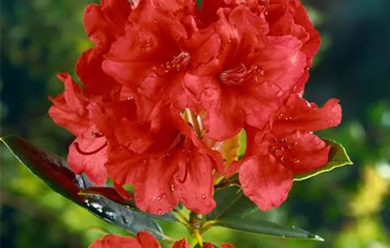 Rhododendron 'Arneson Flame' (sommergrüne Azalee)