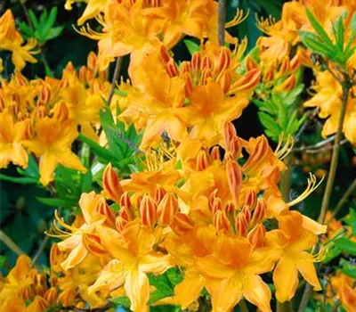 Rhododendron 'Arneson Golden Solitaire' (sommergrüne Azalee)