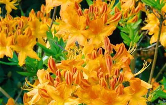 Rhododendron 'Arneson Golden Solitaire' (sommergrüne Azalee)