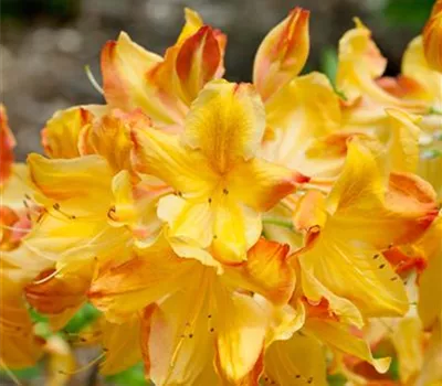 Rhododendron 'Arneson Little Gem' (sommergrüne Azalee)
