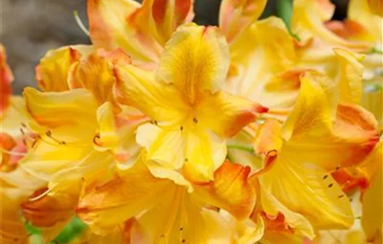 Rhododendron 'Arneson Little Gem' (sommergrüne Azalee)