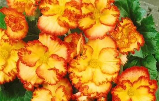 Begonia 'Crispa Marginata Yelllow and Red' ®, (Tuberhybrida-Gruppe)
