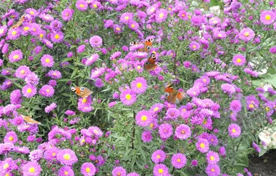 Aster novae-angliae 'Purple Dome'