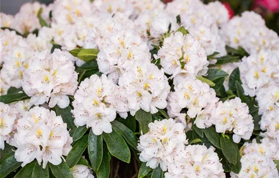 Rhododendron 'Christina Rau' (großblumige Hybride)