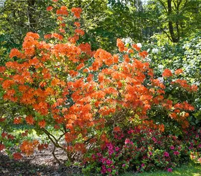 Rhododendron Arneson Medallion