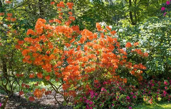 Rhododendron Arneson Medallion