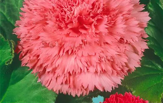 Begonia Fimbriata 'mix'