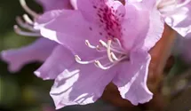 Christmas Cheer Azalea