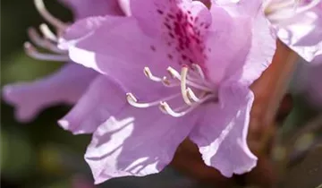 Christmas Cheer Azalea