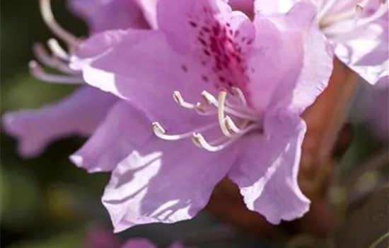 Rhododendron Christmas Cheer