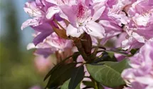 Christmas Cheer Azalea