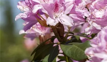 Christmas Cheer Azalea