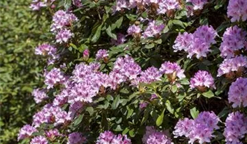 Christmas Cheer Azalea