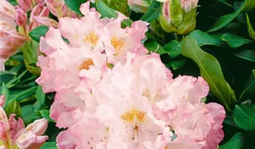 Christmas Cheer Azalea