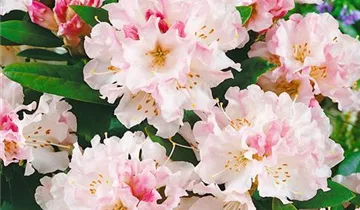 Christmas Cheer Azalea