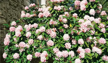 Christmas Cheer Azalea