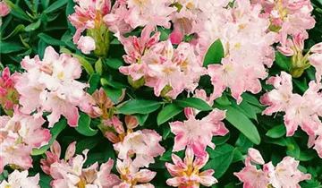 Christmas Cheer Azalea