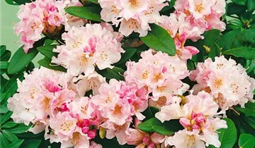 Christmas Cheer Azalea
