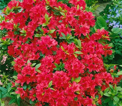Rhododendron 'Arneson Ruby Princess' (sommergrüne Azalee)
