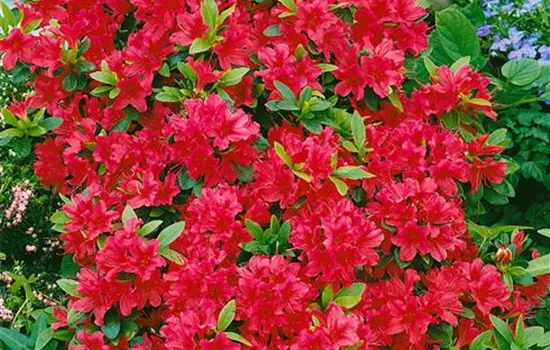 Rhododendron 'Arneson Ruby Princess' (sommergrüne Azalee)