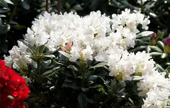 Rhododendron 'Cunningham`s White'