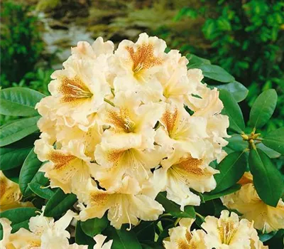 Rhododendron 'Bernstein'