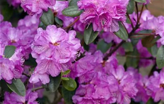 Rhododendron dauricum 'P. J. Mezitt' (kleinblumige Hybride)