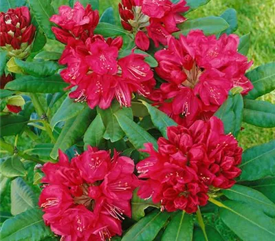 Rhododendron 'Besse Howells' (großblumige Hybride)