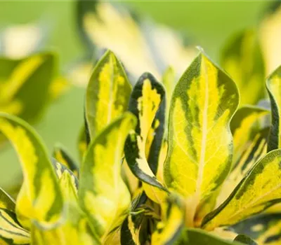 Rhododendron 'Blattgold' (großblumige Hybride)
