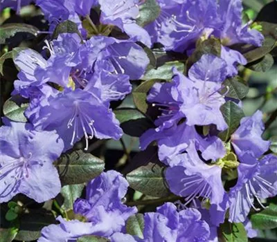 Rhododendron 'Blue Baron' (kleinblumige Hybride)