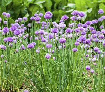 Allium schoenoprasum (Schnittlauch)