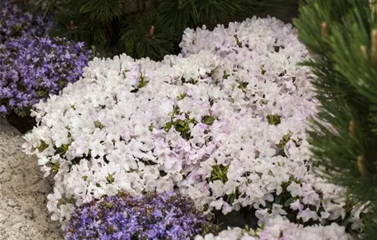 Rhododendron keleticum 'Robert Seleger' (kleinblumige Hybride)