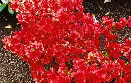 Rhododendron obtusum 'Girard s Hot Shot' (japanische Azalee)