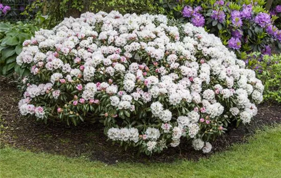 Rhododendron 'Dreamland'