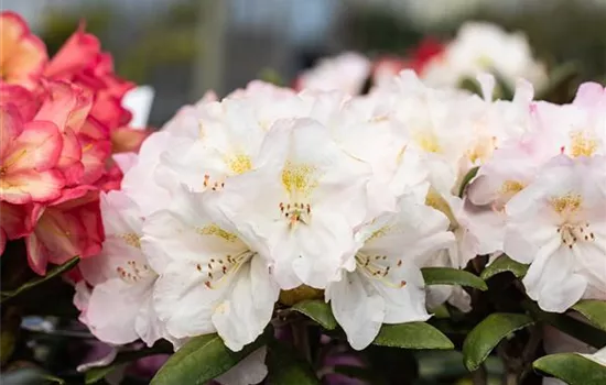 Rhododendron 'Ken Janeck' (Yakushimanum-Hybride)